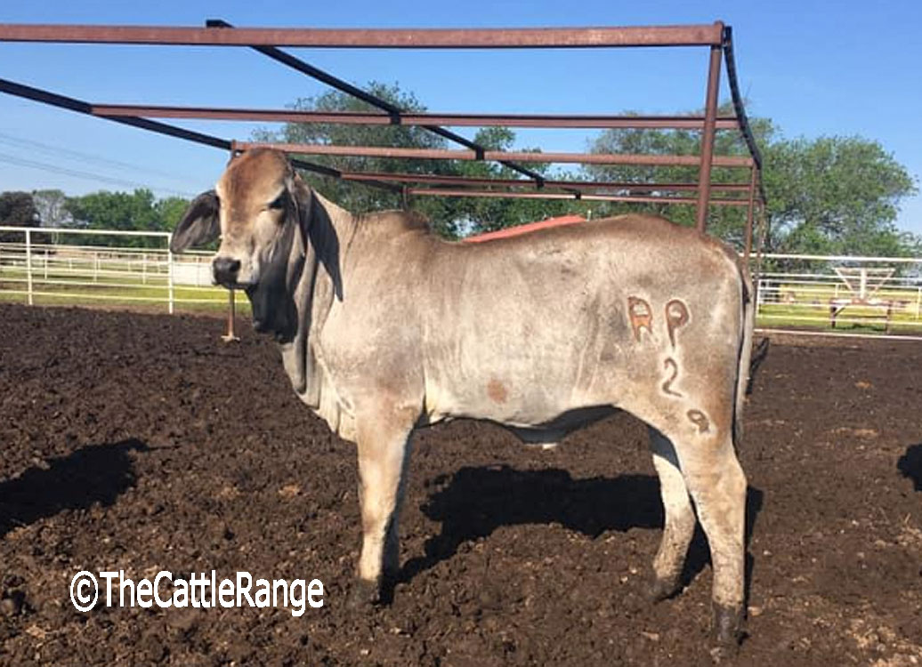 Cattle Range Listing Image