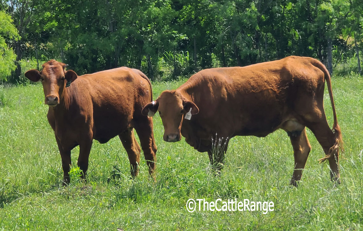 Cattle Range Listing Image