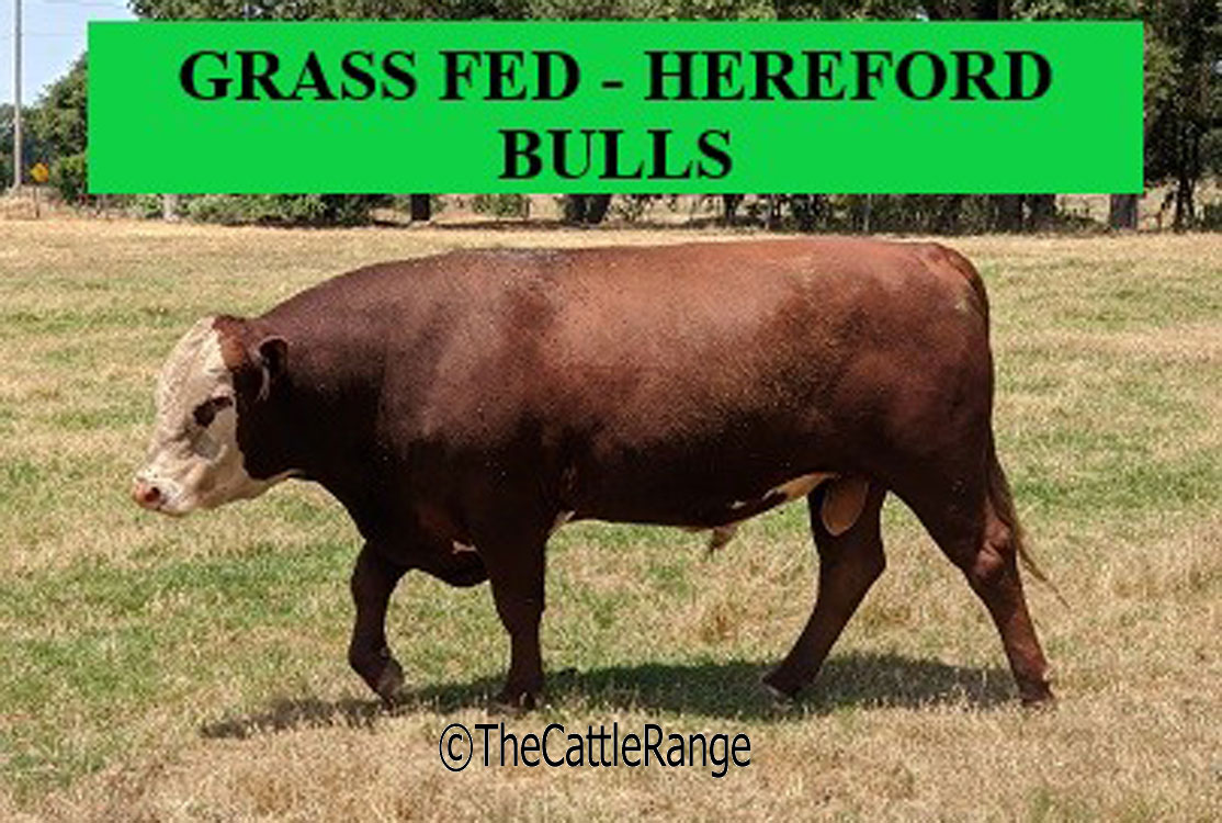 Cattle Range Listing Image