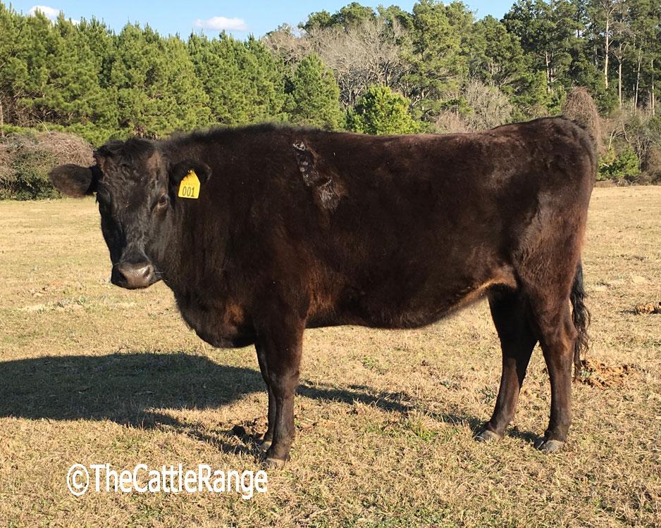 Cattle Range Listing Image
