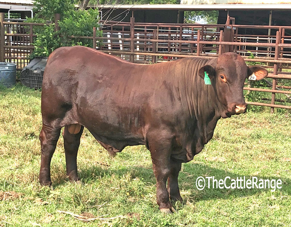 Cattle Range Listing Image