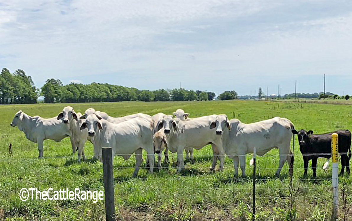 Cattle Range Listing Image