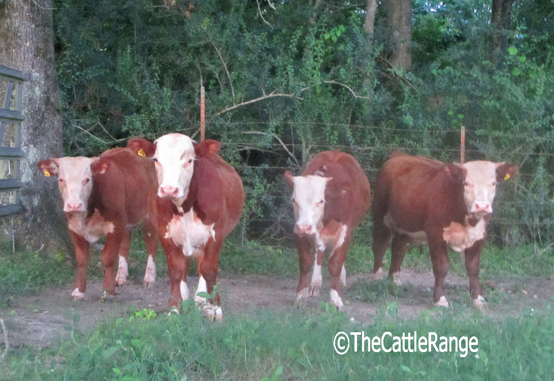 Cattle Range Listing Image