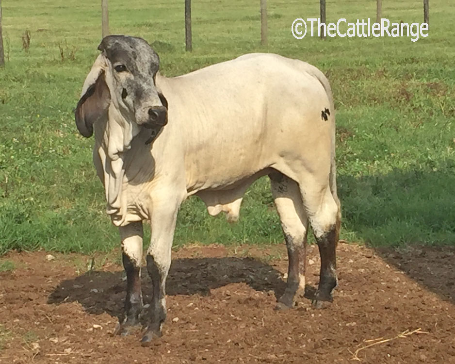 Sardo Negro Bull in Texas for sale on The Cattle Range