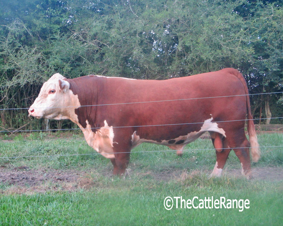 Cattle Range Listing Image