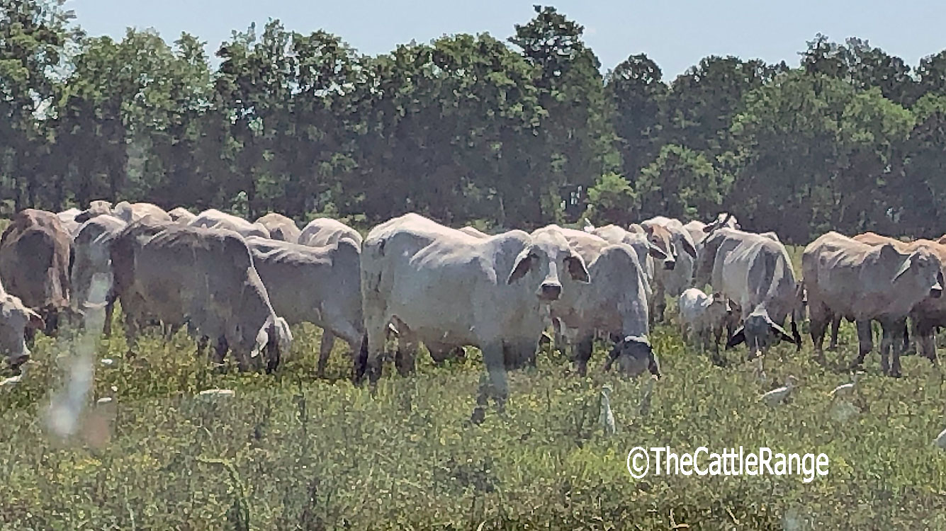 Cattle Range Listing Image