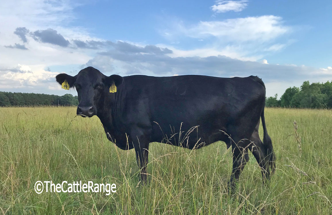 Cattle Range Listing Image